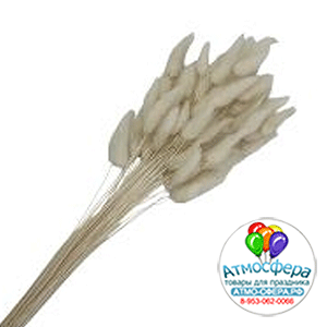 Сухоцветы "Лагурус", H55 см, набор (60 шт) Белый