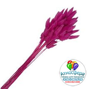 Сухоцветы "Лагурус", H55 см, набор (60 шт) Малиновый