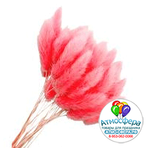 Сухоцветы "Лагурус", H55 см, набор (60 шт) Розовый