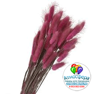 Сухоцветы "Лагурус", H55 см, набор (60 шт) Розовый