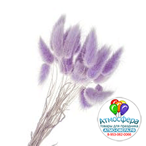 Сухоцветы "Лагурус", H55 см, набор (60 шт) Фиолетовый