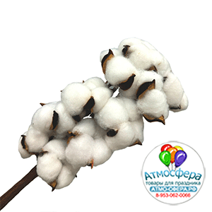 Сухоцветы "Хлопок", H30-40 см, набор (10 шт) Белый