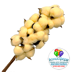 Сухоцветы "Хлопок", H30-40 см, набор (10 шт) Персиковый