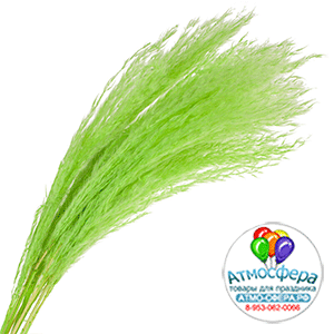 Сухоцветы "Ковыль", H60 см, набор (10 шт) Зеленый