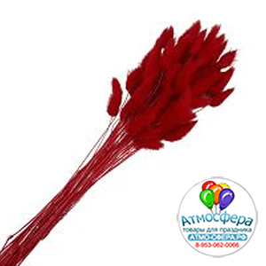 Сухоцветы "Лагурус", H55 см, набор (60 шт) Красный